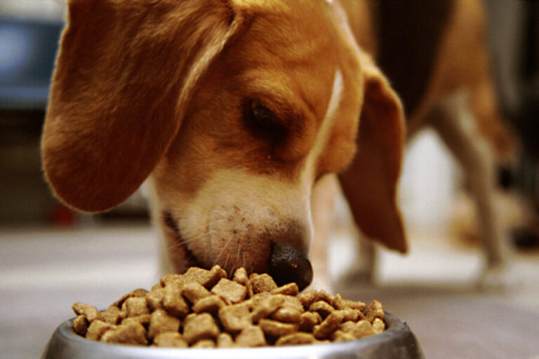 What You Need To Know Before You Shop For Dog Food