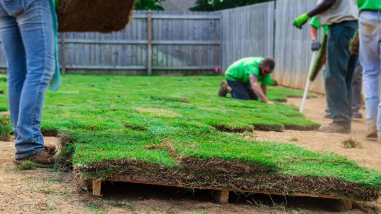 How to Care for Your Sod Lawn: 10 Tips Explained